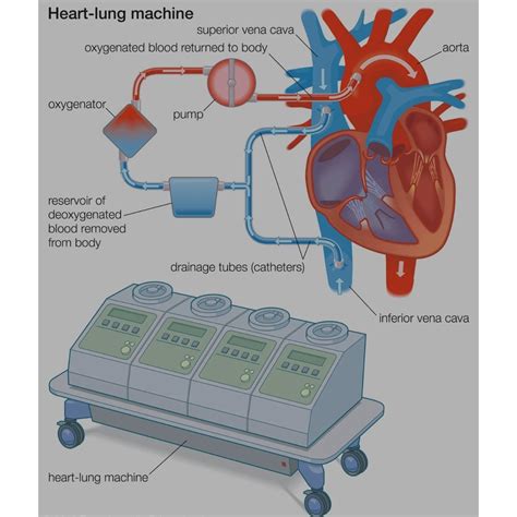 kalp ve akciğer sağlığı için şifalı otlar kalp büyümesi sağlık yönleri